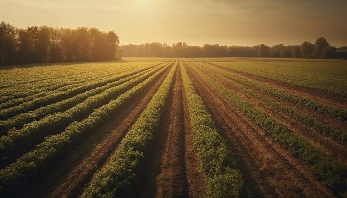 Justiça declara inexigível dívida de produtor rural por má gestão de programa federal