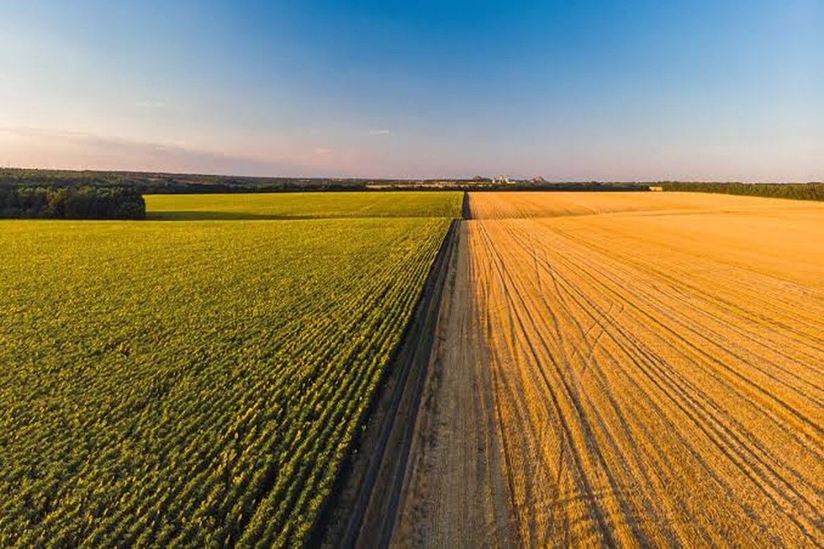 Decisão do CARF reclassifica contrato de parceria rural em arrendamento e altera regra de declaração no IR