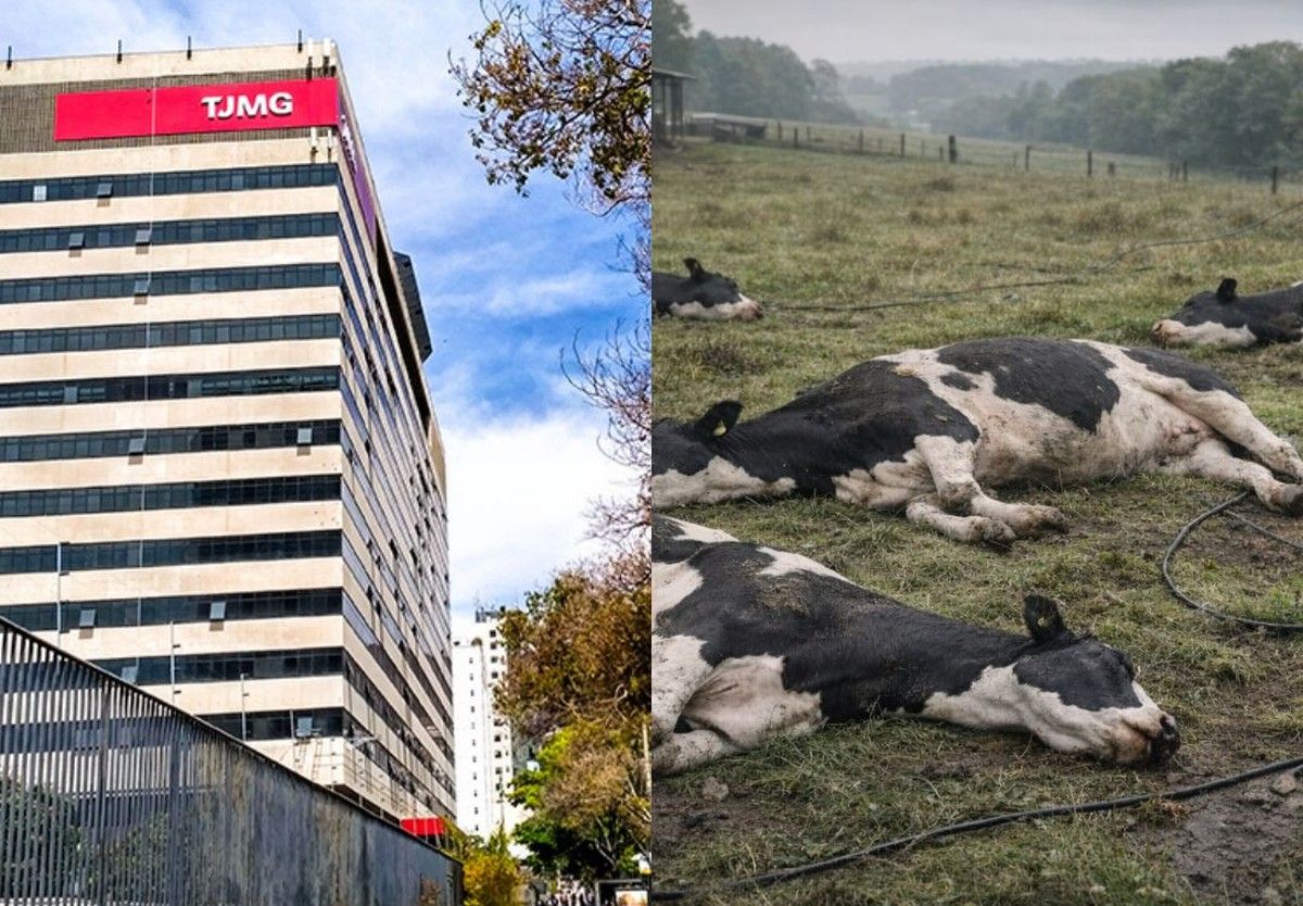 TJMG condena concessionária a pagar danos materiais a um produtor rural que perdeu três vacas leiteiras por eletrocussão