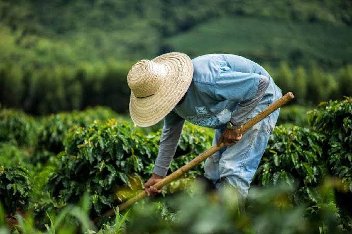 Emprego no agronegócio bate recorde e alcança 28,5 milhões de brasileiros