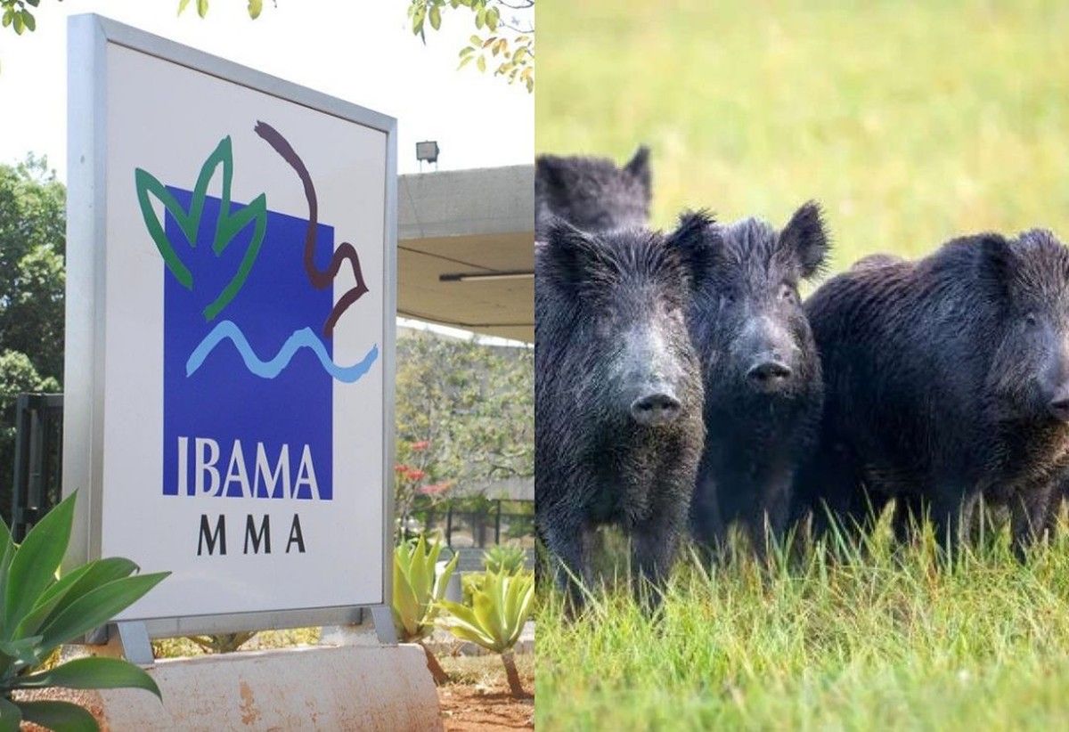 Ibama reconhece avanço de javalis sobre propriedades rurais em Goiás