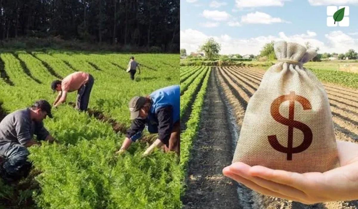 Pronaf e Plano Safra da Agricultura Familiar ganham força de Lei; crédito de R$ 89 bi garantido