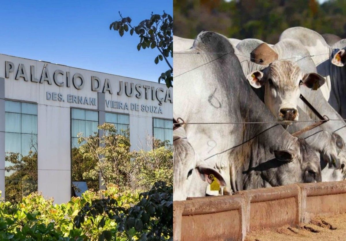 TJMT nega recurso e mantém falência de grupo que atua na pecuária por insolvência comprovada