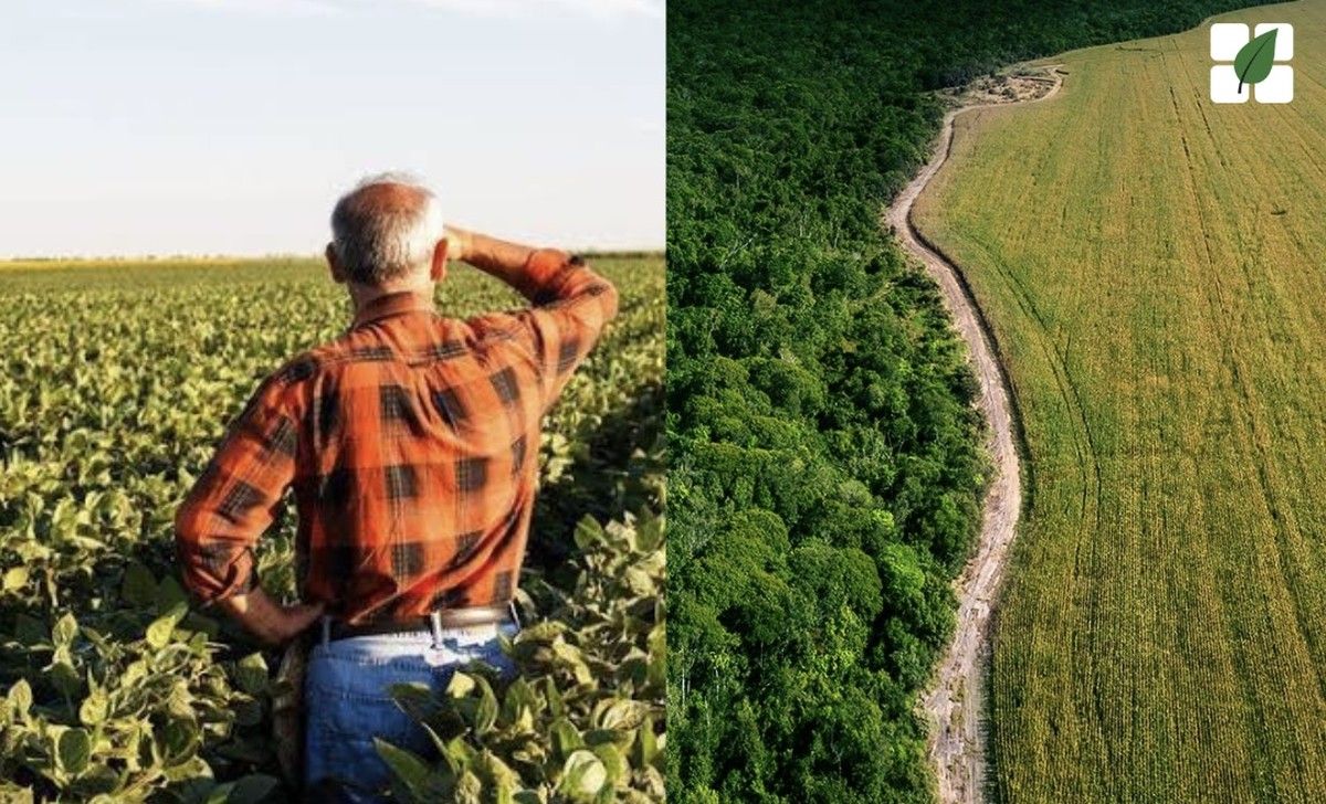 Produtor rural do TO é autuado em mais de meio milhão de reais por supressão de vegetação em área de reserva legal
